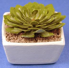 Echivera succulent