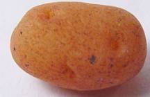 (image for) Potato