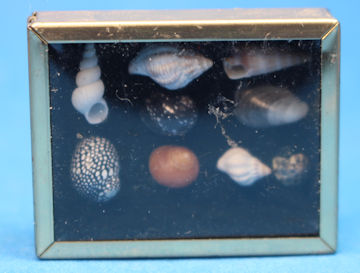 (image for) Seashell collection