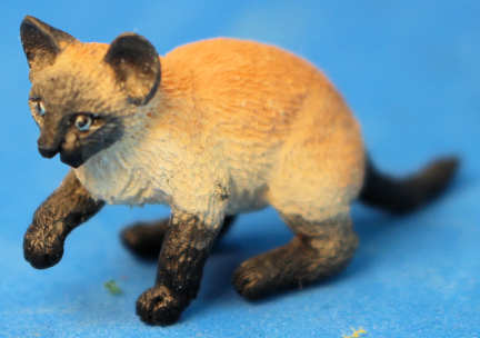 (image for) Cat - kitten