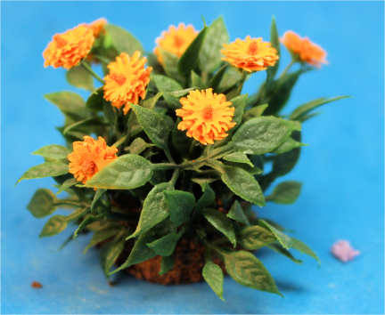 (image for) Chrysanthemum bush by Judy Travis