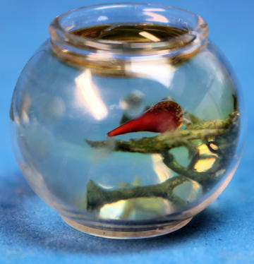 Goldfish in bowl - Click Image to Close