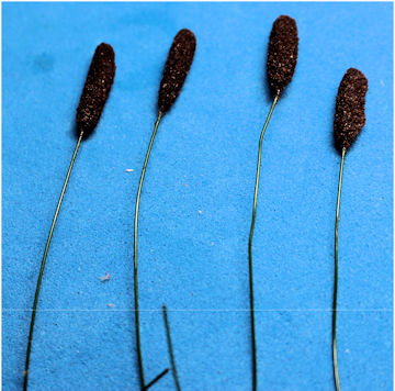(image for) Bunch of cattails