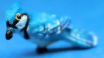 (image for) Blue jay