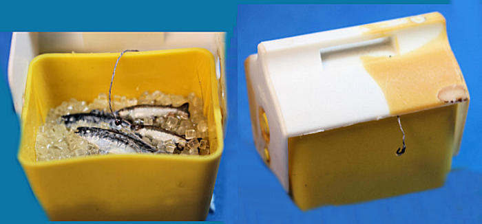 (image for) Cooler with fish on ice