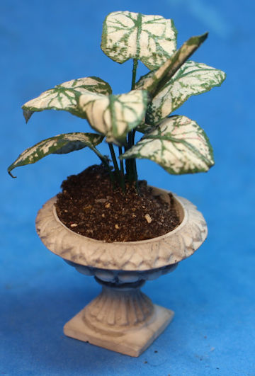 (image for) Plant in planter