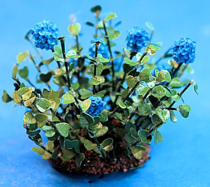 Flowering bush - blue - Click Image to Close