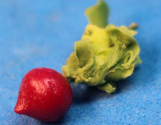 (image for) Beet