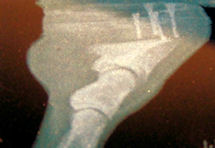 (image for) Horse x-ray