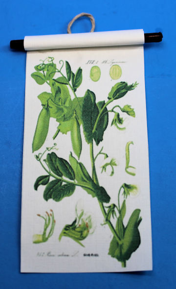 (image for) Plant chart