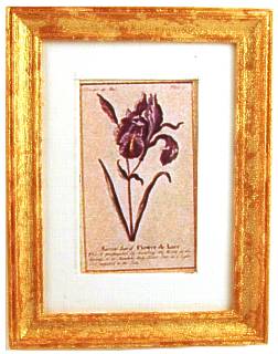 (image for) Iris print