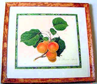 (image for) Apricot print