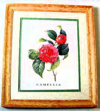 Camelia print