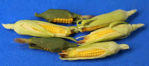 (image for) Ears of corn - set of 6