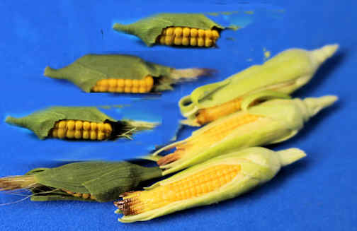 (image for) Ears of corn - set of 6