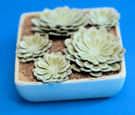 (image for) Succulent