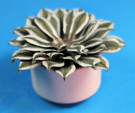 (image for) Succulent