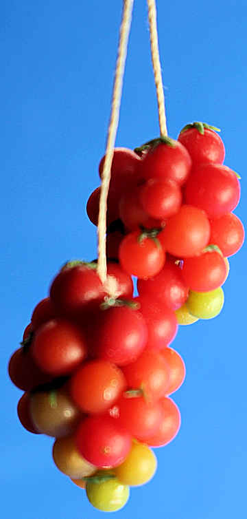 Cherry tomatoes (image for) Cherry tomatoes