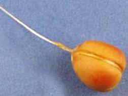 (image for) Scamorza cheese dark