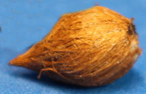 (image for) Coconut