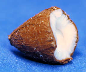 (image for) 1/2 Coconut