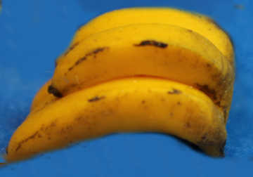 (image for) Banana bunch - ripe