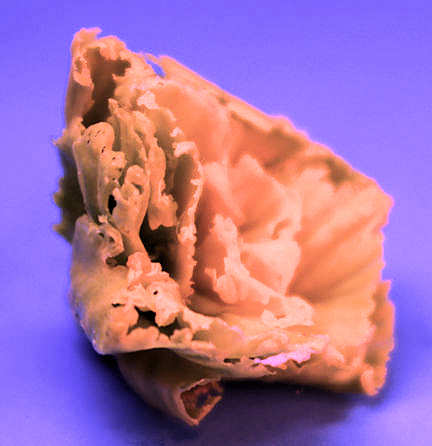 (image for) Reddish leaf lettuce