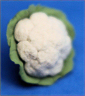(image for) Cauliflower