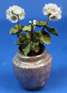 (image for) Geraniums in pot