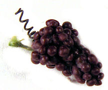 (image for) Grape bunch