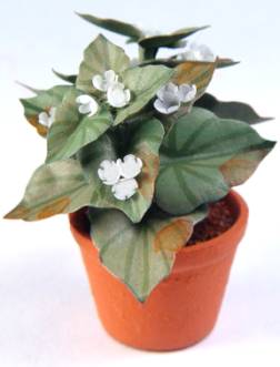 (image for) Begonia - white