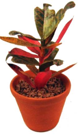 (image for) Croton