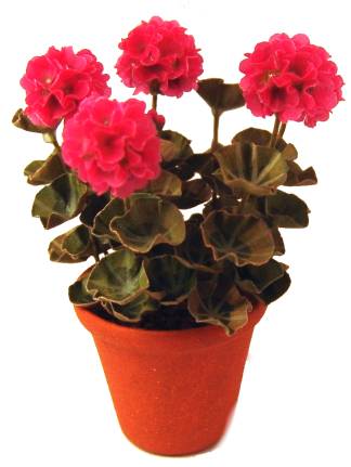 (image for) Geranium - dark pink