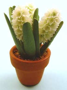 (image for) Hyacinth - white