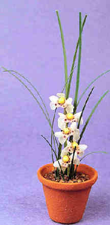 (image for) Orchid "C"
