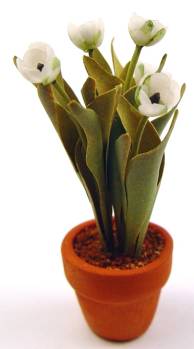 Tulip - white - Click Image to Close