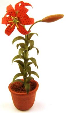(image for) Western lily - red