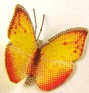 (image for) Butterfly/ moth