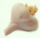 (image for) Garlic