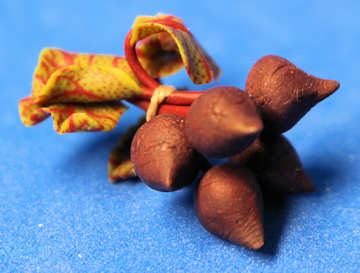 (image for) Bunch of beets