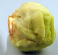 (image for) Cabbage - green