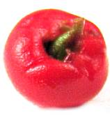 (image for) Tomato