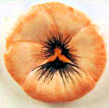 Decorative plate - orange pansy