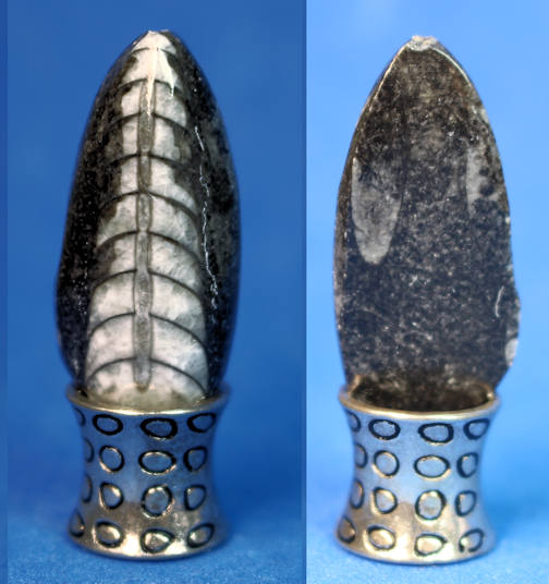 (image for) Fossil Orthoceras from Morocco