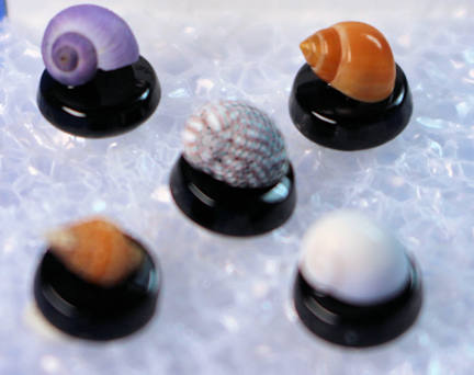 (image for) Tiny shells on tiny bases